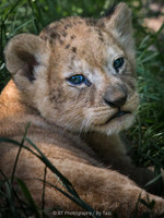 Lion cub (5 weeks old)