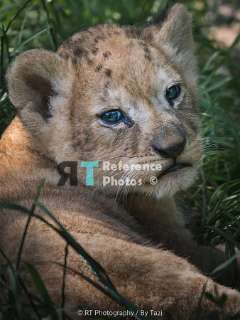Lion cub (5 weeks old)