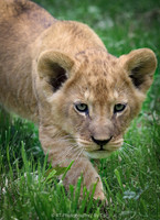 Lion cub (2 months old)