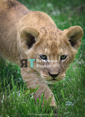 Lion cub (2 months old)
