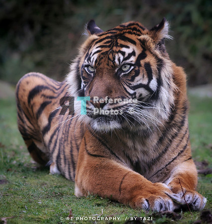 Sumatran tiger