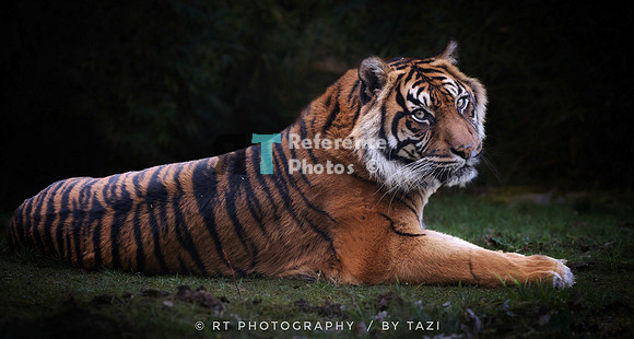 Sumatran tiger (dark edit)
