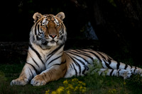 Amur tiger
