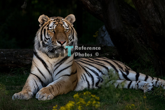 Amur tiger