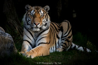 Amur tiger