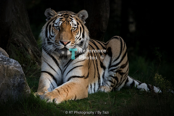Amur tiger