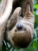 Linnaeus's two-toed sloth