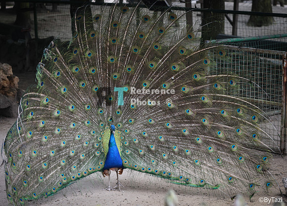 Peacock