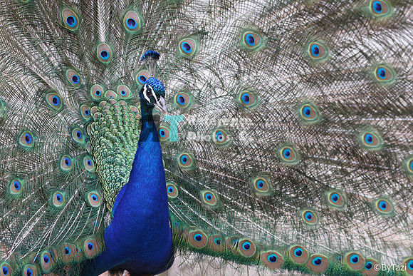 Peacock