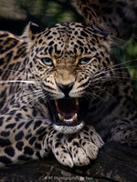 Leopard growl (uncropped)