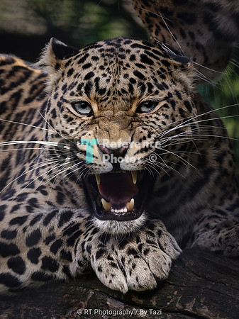 Leopard growl (uncropped)