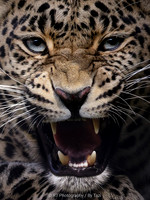Leopard growl (cropped)