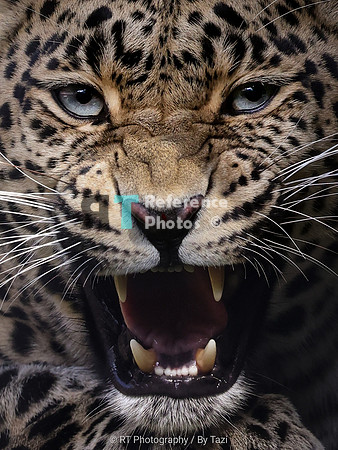Leopard growl (cropped)