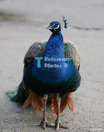 Peacock