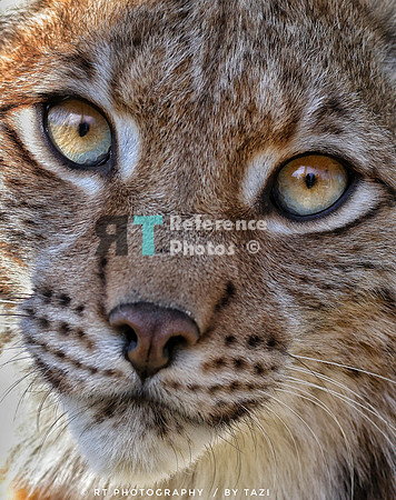 Juvenile lynx close up (Note: the left bottom area was over exposed due to harsh sunlight and has therefore no detail)