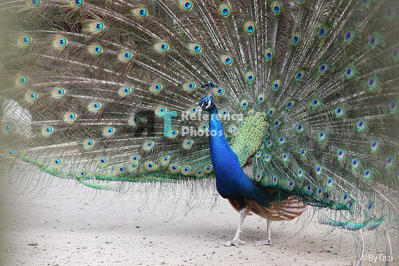 Peacock