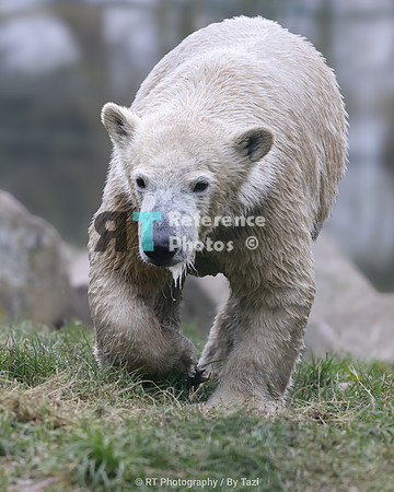 Juvenile polar bear