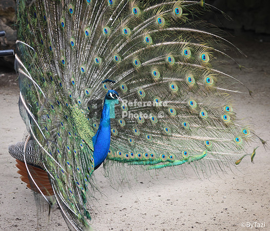 Peacock