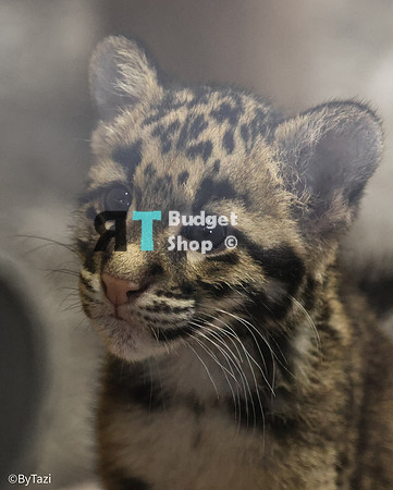 Really challenging to photograph these cuties. Lots of reflection and very poor lighting.
