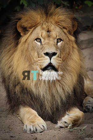 (aac) African Lion