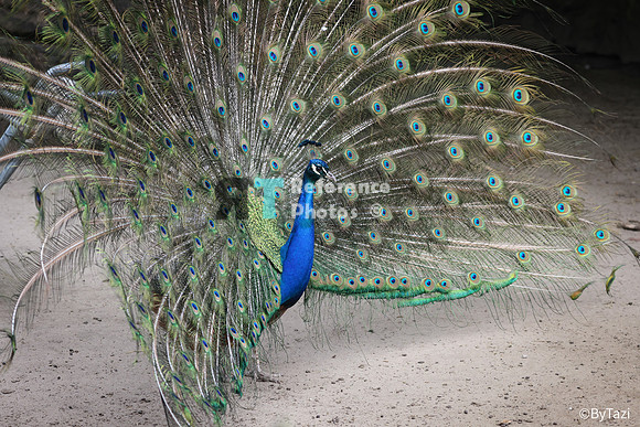 Peacock