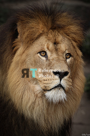 (aac) African Lion