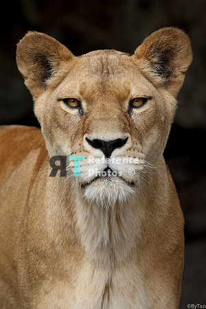 (aat) African Lioness
