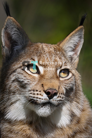 Juvenile lynx