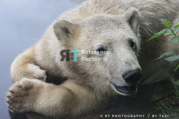Polar bear cub
