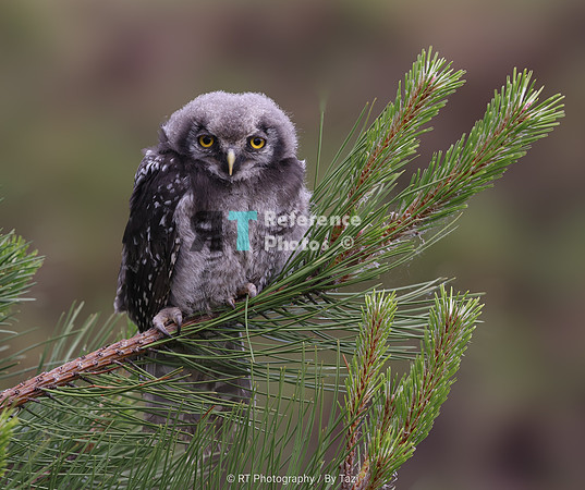 Young sparrow owl
