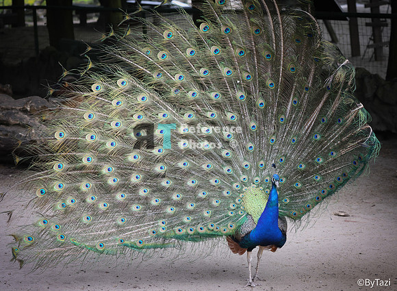 Peacock