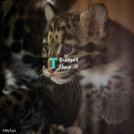 Really challenging to photograph these cuties. Lots of reflection and very poor lighting.