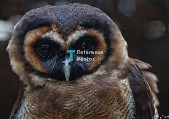 Brown wood owl