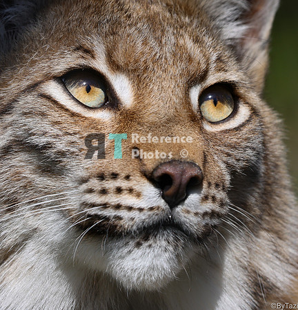 Juvenile lynx