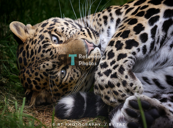 (pp) Leopard cuddling her tail