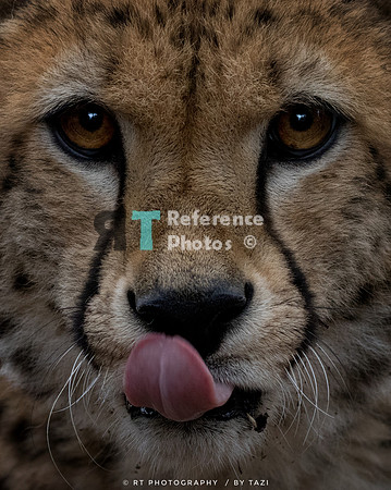 Cheetah with tongue out (Cropped version)