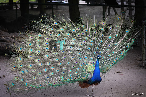Peacock