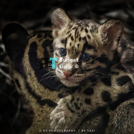 Really challenging to photograph these cuties. Lots of reflection and very poor lighting.