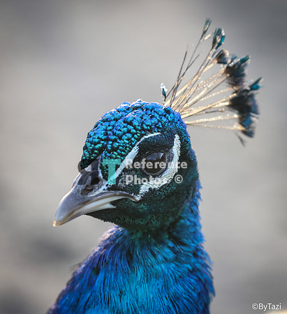 Peacock