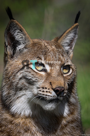 Juvenile lynx