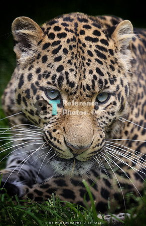 (pp) Leopard