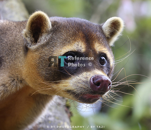 Crab eating raccoon