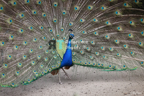 Peacock