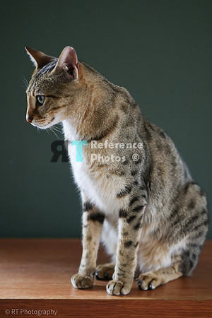 Savannah Cat 'Noa' of Cattey Savval
