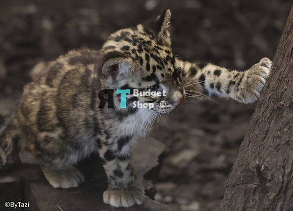 Really challenging to photograph these cuties. Lots of reflection and very poor lighting.