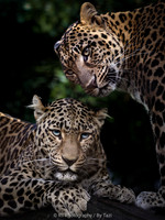 Leopard sisters
