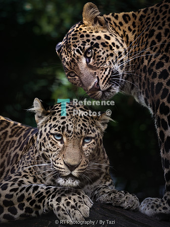 Leopard sisters