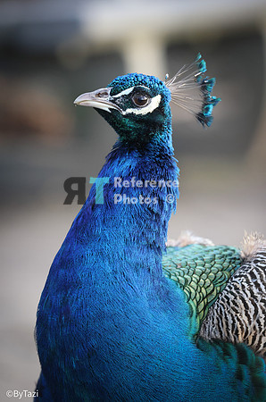 Peacock