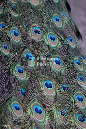 Peacock feathers
