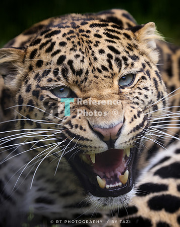 Hissing leopard